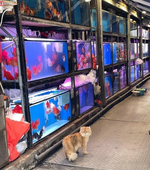 香港龍魚(yú)店|如何在香港選購(gòu)高品質(zhì)的龍魚(yú)