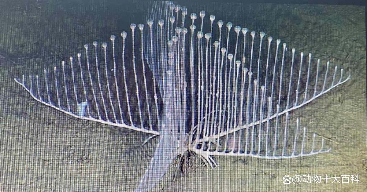 海洋十大不明生物|梓源五一動植物科普:海洋十大神秘生物的綜合性介紹