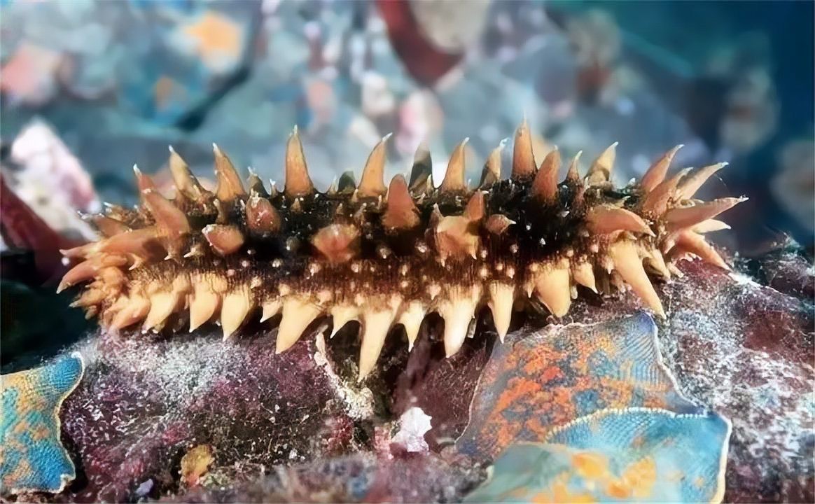 海洋十大不明生物|梓源五一動植物科普:海洋十大神秘生物的綜合性介紹