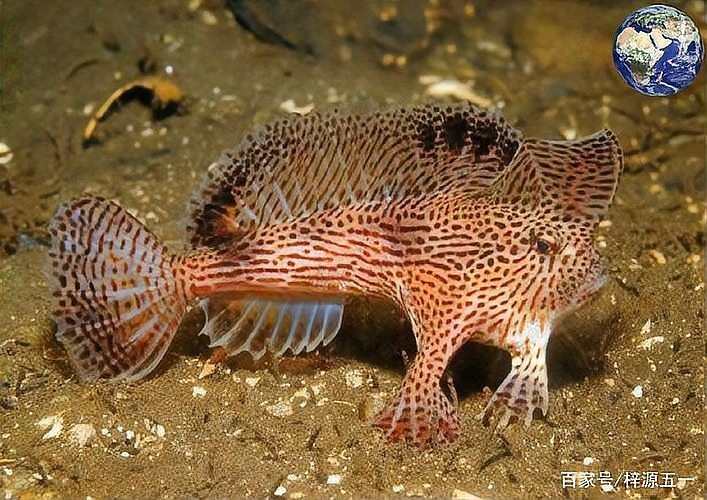 海洋十大不明生物|梓源五一動植物科普:海洋十大神秘生物的綜合性介紹