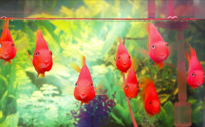 十大品牌魚糧排名|2025年最具價值的十大魚糧品牌