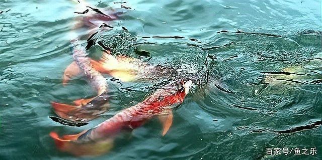 老吳說龍魚最經典十句話|《吳老吳說龍魚最經典：\”十句話”