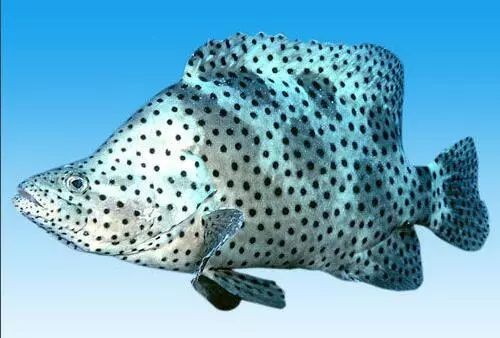 龍魚正確答案打一生肖|“龍魚正確答案打一生肖”的答案為***