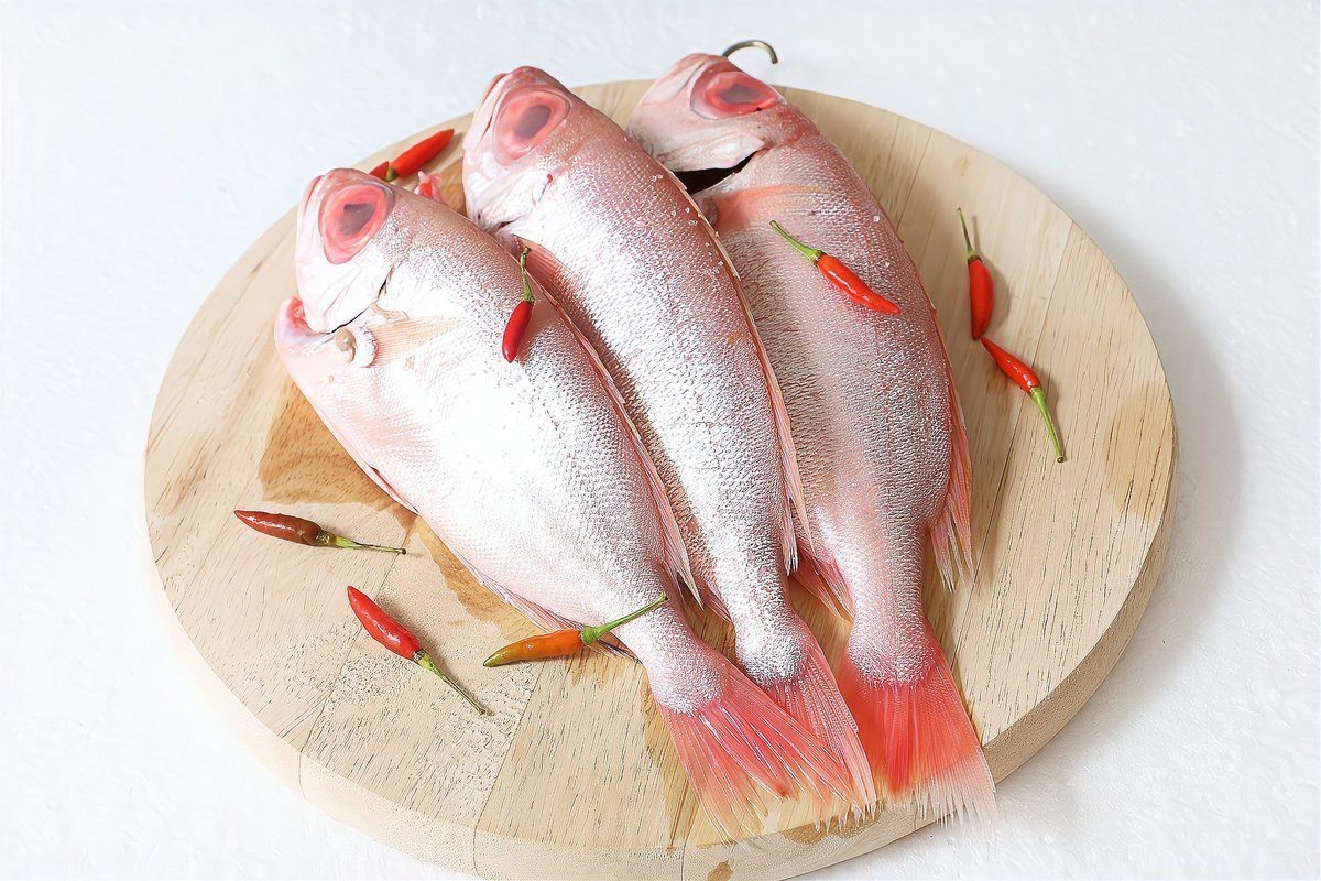 四種人不宜吃雪龍魚|養(yǎng)殖雪龍魚不宜吃雪安全 四種人不宜吃雪龍魚|養(yǎng)殖雪龍魚不宜吃雪安全 龍魚論壇 第1張