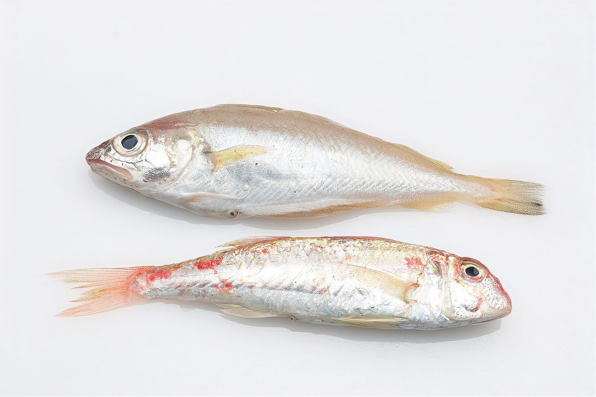 四種人不宜吃雪龍魚|養(yǎng)殖雪龍魚不宜吃雪安全 四種人不宜吃雪龍魚|養(yǎng)殖雪龍魚不宜吃雪安全 龍魚論壇 第3張