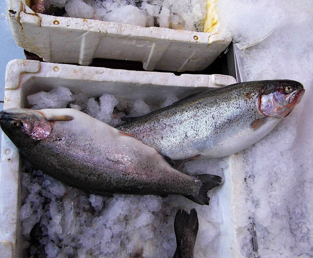 四種人不宜吃雪龍魚|養(yǎng)殖雪龍魚不宜吃雪安全 四種人不宜吃雪龍魚|養(yǎng)殖雪龍魚不宜吃雪安全 龍魚論壇 第2張