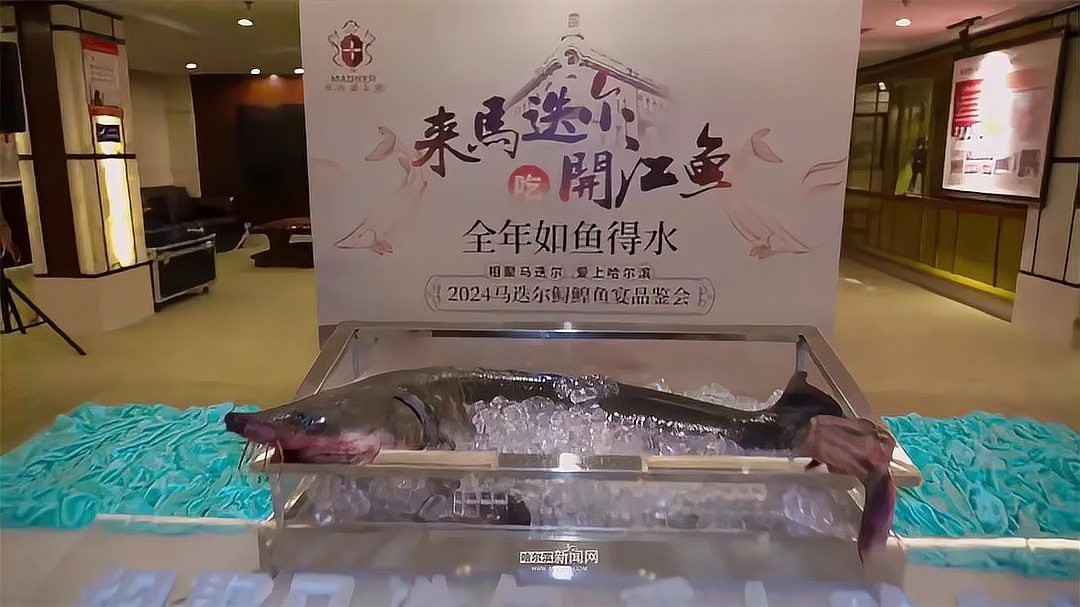 鐵門關龍魚店|哈爾濱鐵門關龍魚店沉浸式體驗環(huán)球海鮮盛宴|尋味