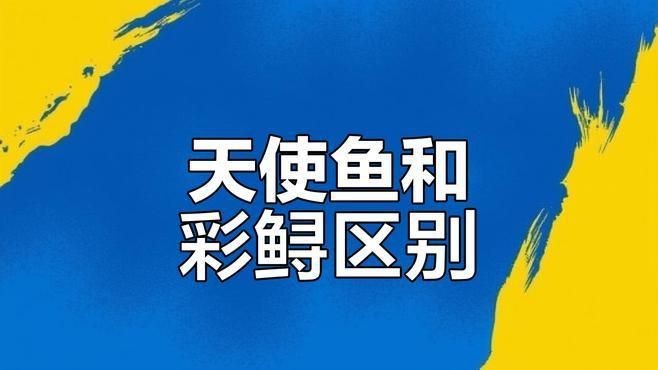 綠老虎天使魚活體七彩裙魚|養魚小知識：天使魚與彩裙魚的真相