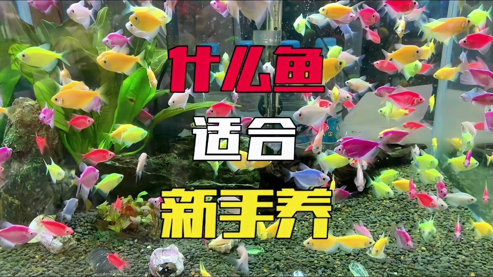 綠老虎天使魚活體七彩裙魚|養魚小知識：天使魚與彩裙魚的真相