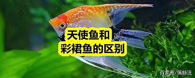 綠老虎天使魚活體七彩裙魚|養魚小知識：天使魚與彩裙魚的真相