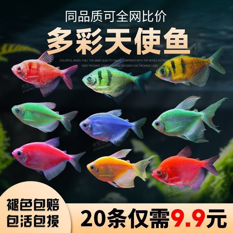 綠老虎天使魚活體七彩裙魚|養魚小知識：天使魚與彩裙魚的真相