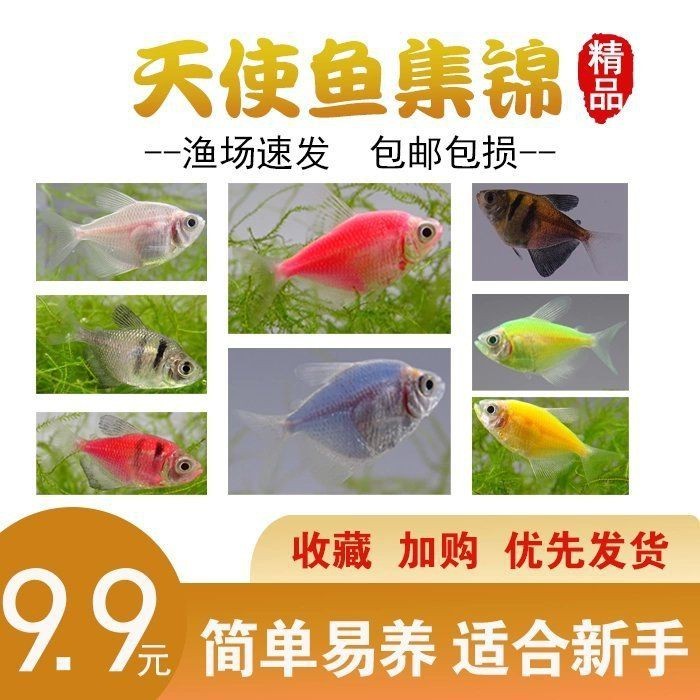 綠老虎天使魚活體七彩裙魚|養魚小知識：天使魚與彩裙魚的真相