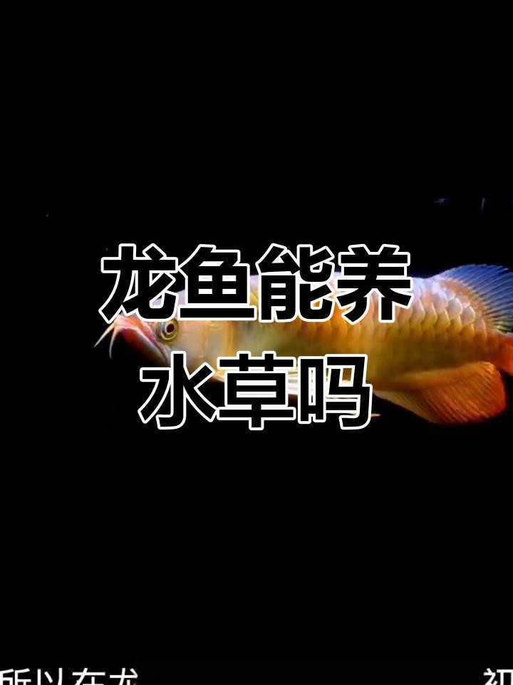 龍魚可以和水草一起養嗎|龍魚與水草共養的可行性及實踐方法，