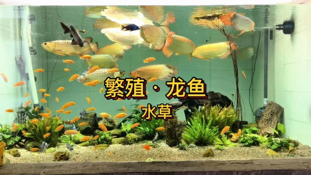 龍魚可以和水草一起養嗎|龍魚與水草共養的可行性及實踐方法，