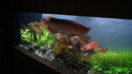 龍魚可以和水草一起養嗎|龍魚與水草共養的可行性及實踐方法，