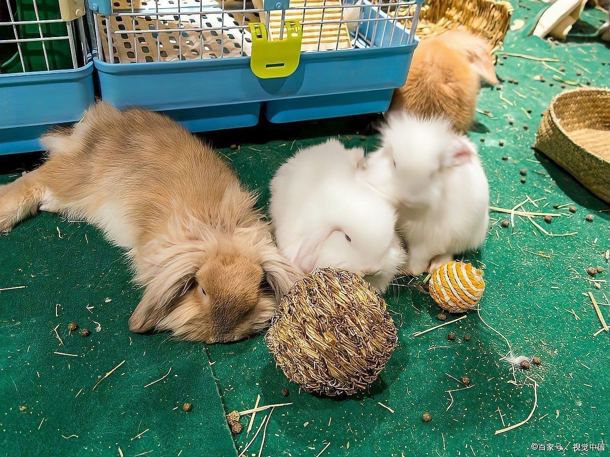 龍貓需要多大的籠子？|養(yǎng)龍貓需要注意哪些細(xì)節(jié)