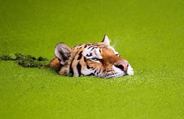 綠色的老虎圖片|綠色的老虎