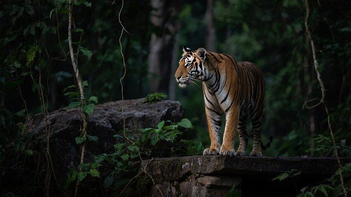 綠色的老虎圖片|綠色的老虎