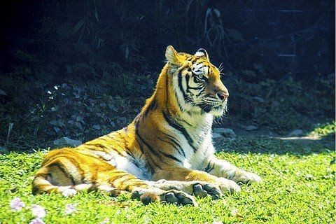 綠色的老虎圖片|綠色的老虎