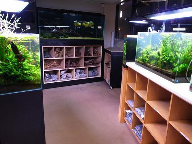 水族店實體店如何生存|水族店實體店生存之道