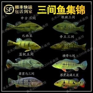 藍帆三間魚價格表圖|“藍帆三間魚價格表圖”反映了不同規(guī)格和渠道下的市場行情