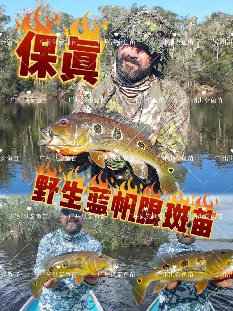 藍帆三間魚價格表圖|“藍帆三間魚價格表圖”反映了不同規(guī)格和渠道下的市場行情