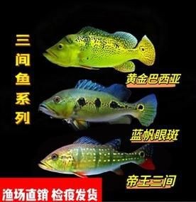 藍帆三間魚價格表圖|“藍帆三間魚價格表圖”反映了不同規(guī)格和渠道下的市場行情