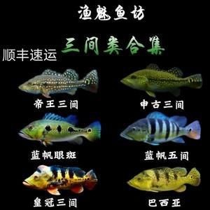 藍帆三間魚價格表圖|“藍帆三間魚價格表圖”反映了不同規(guī)格和渠道下的市場行情