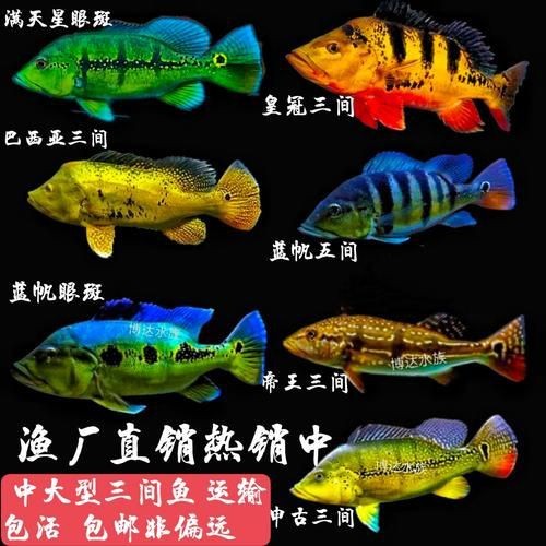 藍帆三間魚價格表圖|“藍帆三間魚價格表圖”反映了不同規(guī)格和渠道下的市場行情