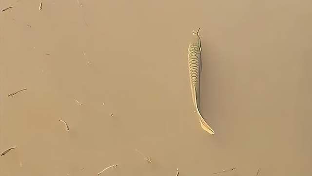 龍魚圖片 價格|揭秘龍魚價格體系，養魚說，龍魚價格大揭秘