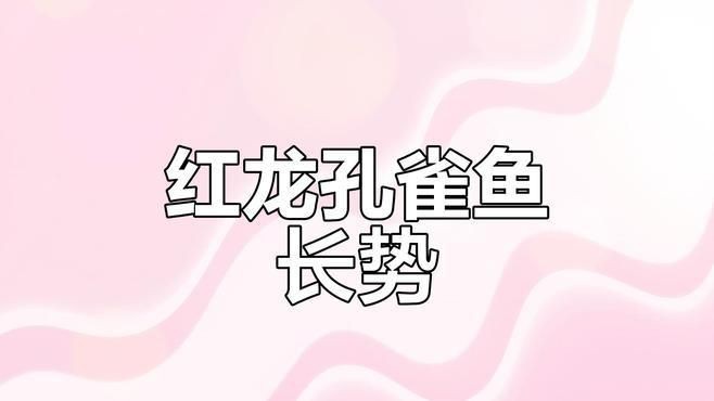 紅龍魚苗的成長(zhǎng)記錄|《紅龍魚苗的成長(zhǎng)記錄》