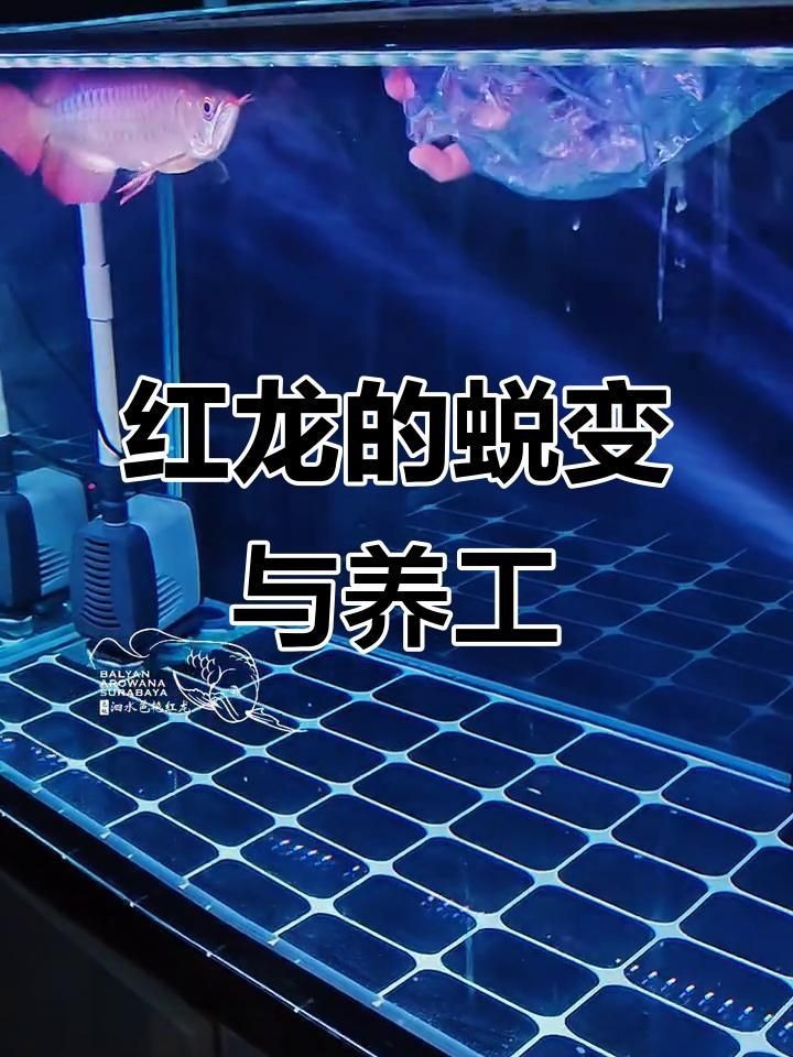 紅龍魚苗的成長(zhǎng)記錄|《紅龍魚苗的成長(zhǎng)記錄》