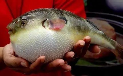金娃娃河豚魚有毒嗎|金娃娃河豚魚中毒案例分析金娃娃河豚魚的毒性特征