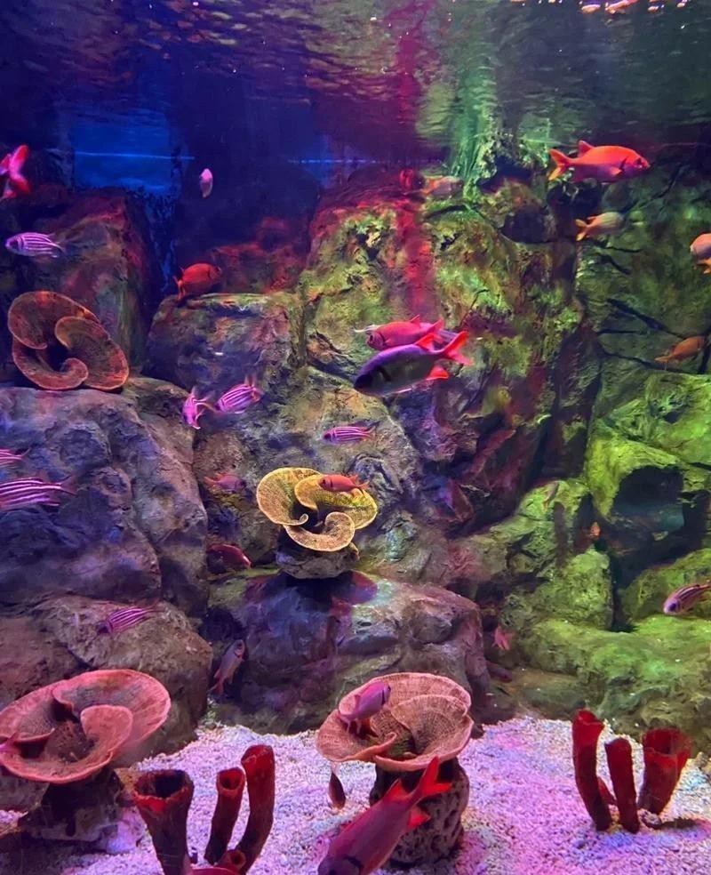 長沙水族店|長沙有哪些專業水族店