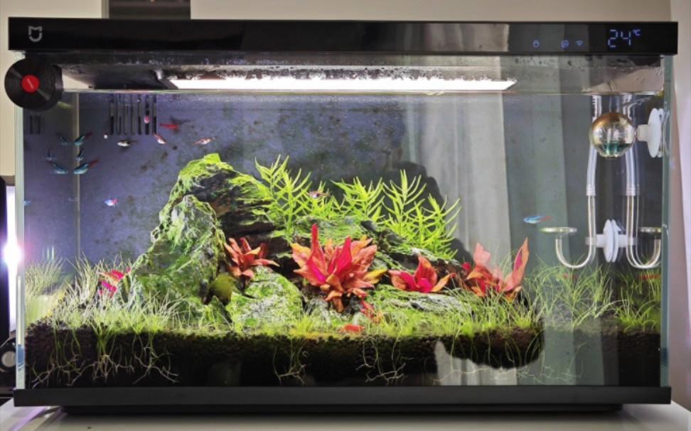 龍魚缸頂燈的最佳擺放位置|《龍魚缸頂燈的最佳擺放位置》