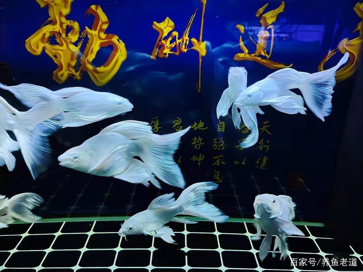 蝴蝶鯉養一年了還沒發尾|《蝴蝶鯉養一年仍未發尾》蝴蝶鯉飼養一年仍未發尾