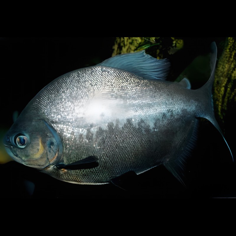十大銀板魚排名|南美洲亞馬遜水族十大銀板魚排名與分析銀板魚進(jìn)行系統(tǒng)排名