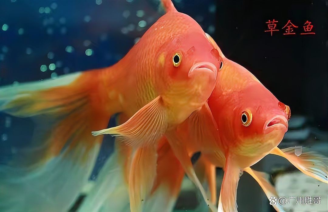 金魚的所有品種|十二種常見金魚附圖介紹吉印水族世界,金魚大觀太全了