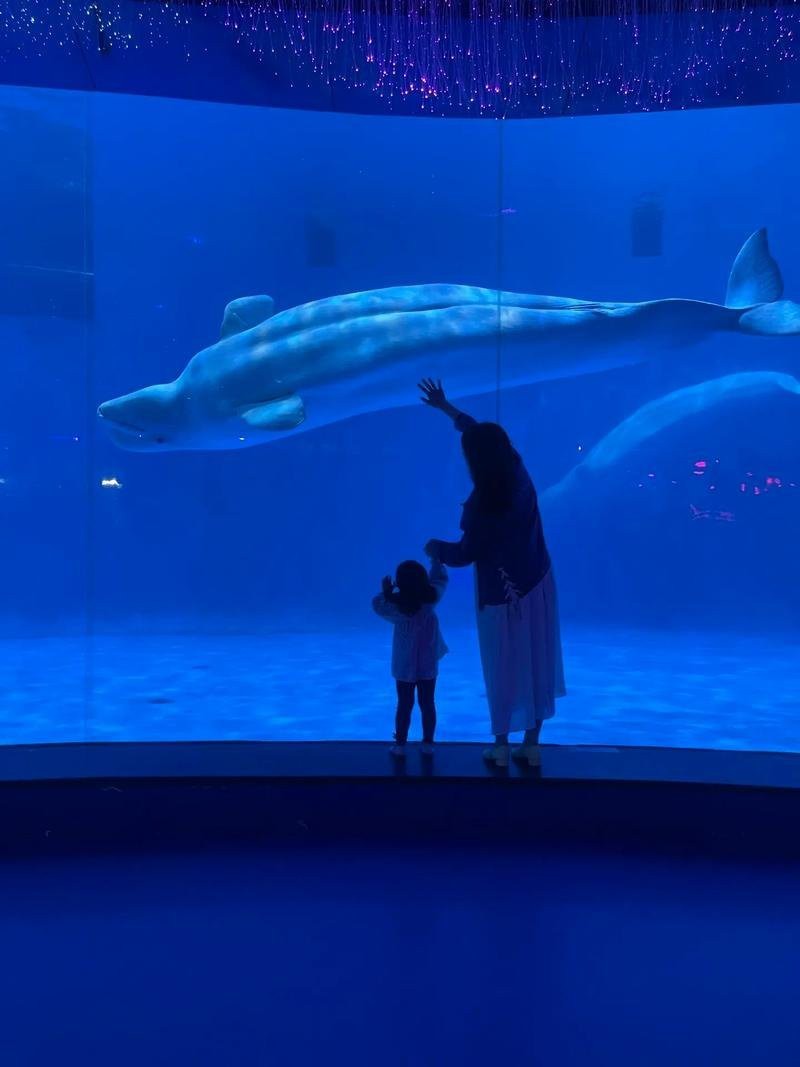 齊河水族店|齊河縣哪家水族店口碑最好