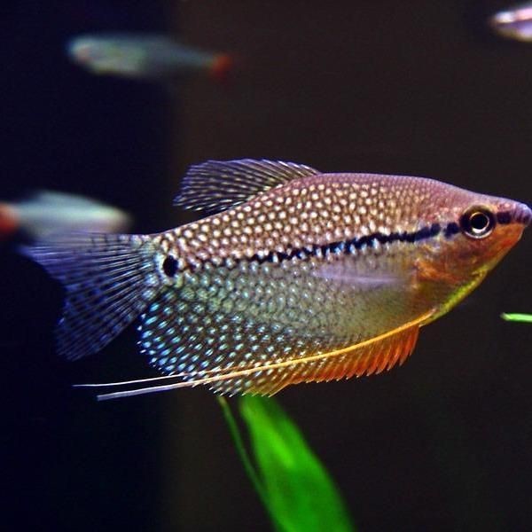 馬來西亞常見魚種類及圖片|馬來西亞擁有豐富多樣的魚類資源涵蓋多種獨(dú)特品種