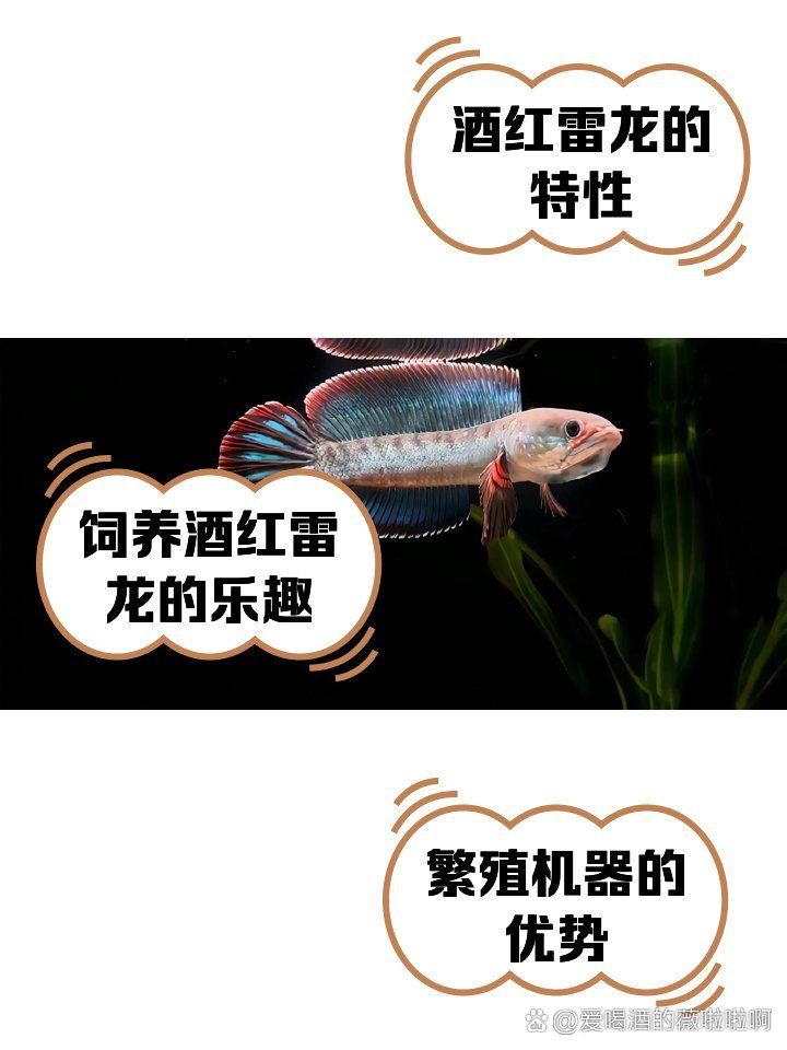 酒紅雷龍一年繁殖幾次|酒紅雷龍的繁殖特性
