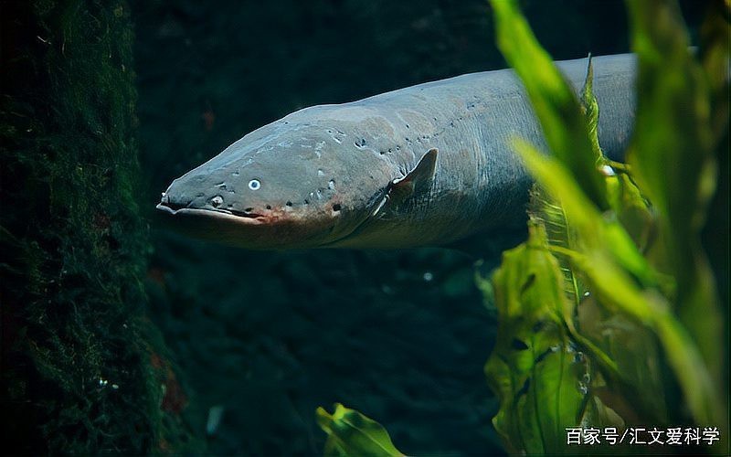 電鰻VS猛魚|電鰻vs黃金猛魚，黃金猛魚的克星