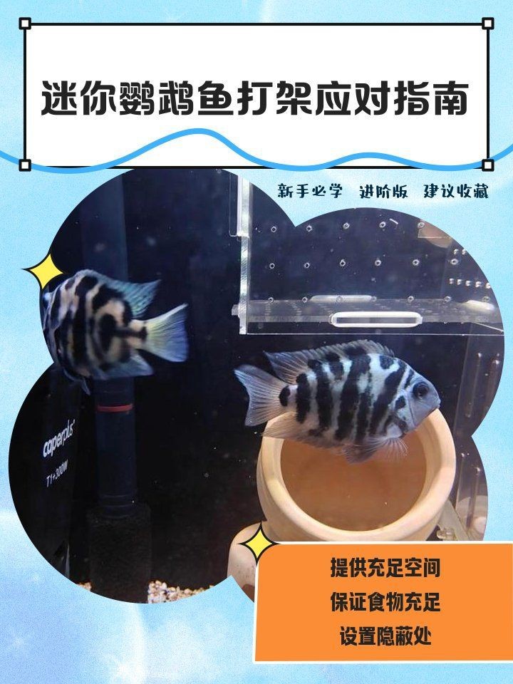 迷你鸚鵡把小魚全吃了|《迷你鸚鵡把小魚全吃了》