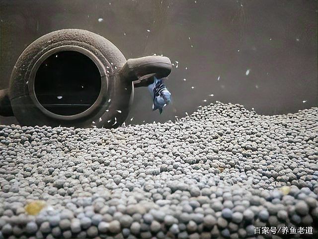 迷你鸚鵡把小魚全吃了|《迷你鸚鵡把小魚全吃了》