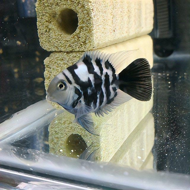 迷你鸚鵡把小魚全吃了|《迷你鸚鵡把小魚全吃了》