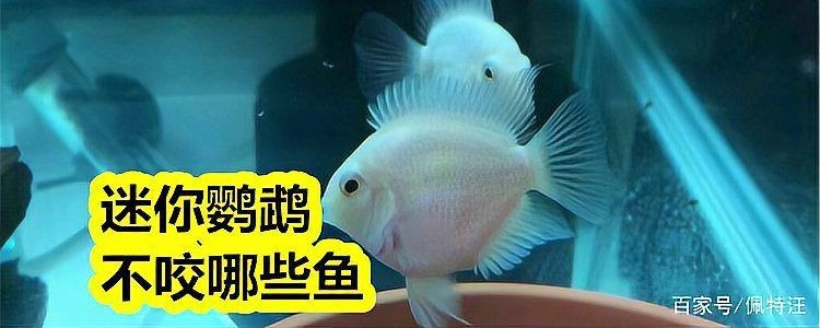 迷你鸚鵡把小魚全吃了|《迷你鸚鵡把小魚全吃了》