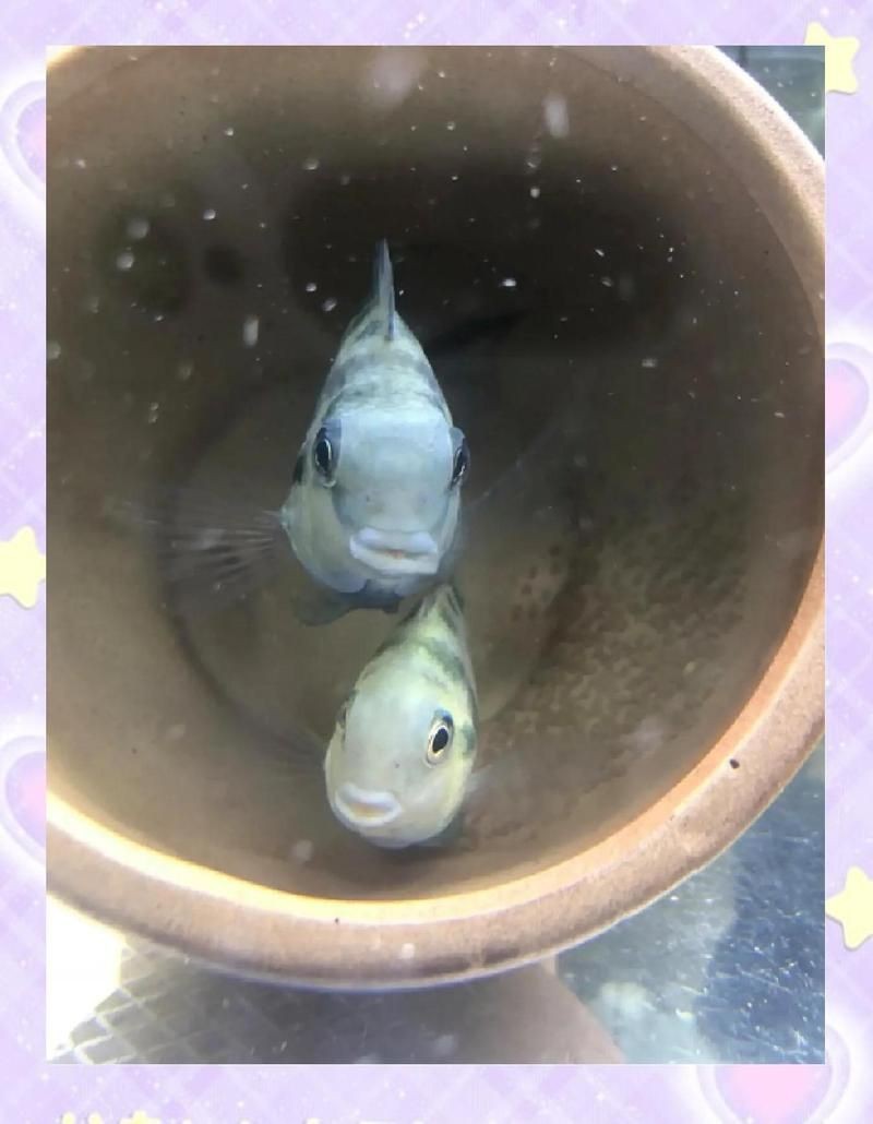 迷你鸚鵡把小魚全吃了|《迷你鸚鵡把小魚全吃了》