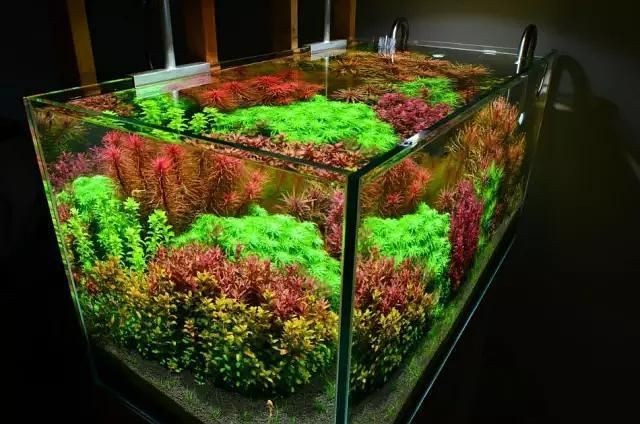 龍巔水草論壇|龍巔水草論壇-南美水族領域專業互動平臺