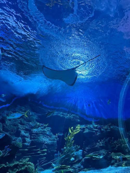 惠州水族店|惠州有哪些水族店