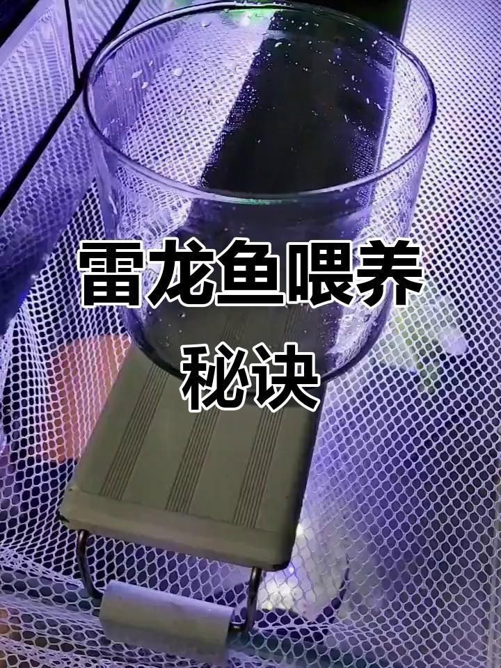 雷龍魚喂速倍妥的正確方法|嗶哩嗶哩雷龍魚開缸喂食全攻略